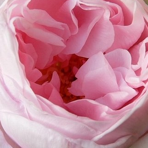 Поръчка на рози - Розов - Kарнавални рози - интензивен аромат - Pоза Делери - Джордж Делбард - Идеална за места с горещо и сухо лято